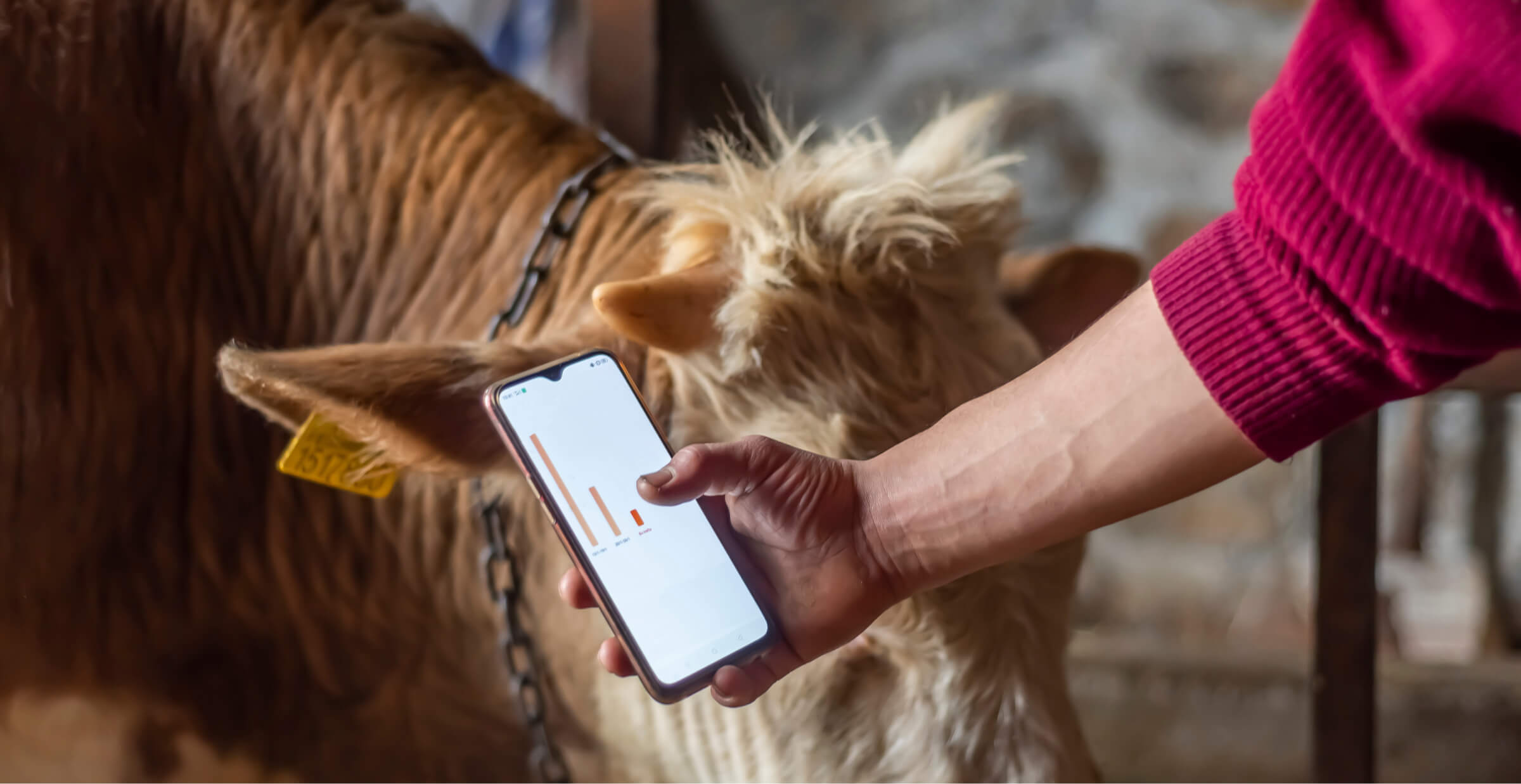 A person holding a smartphone displaying a bar graph, standing next to a cow in a barn. The cow has a yellow ear tag, and the use of technology suggests data tracking or monitoring in modern farming practices.