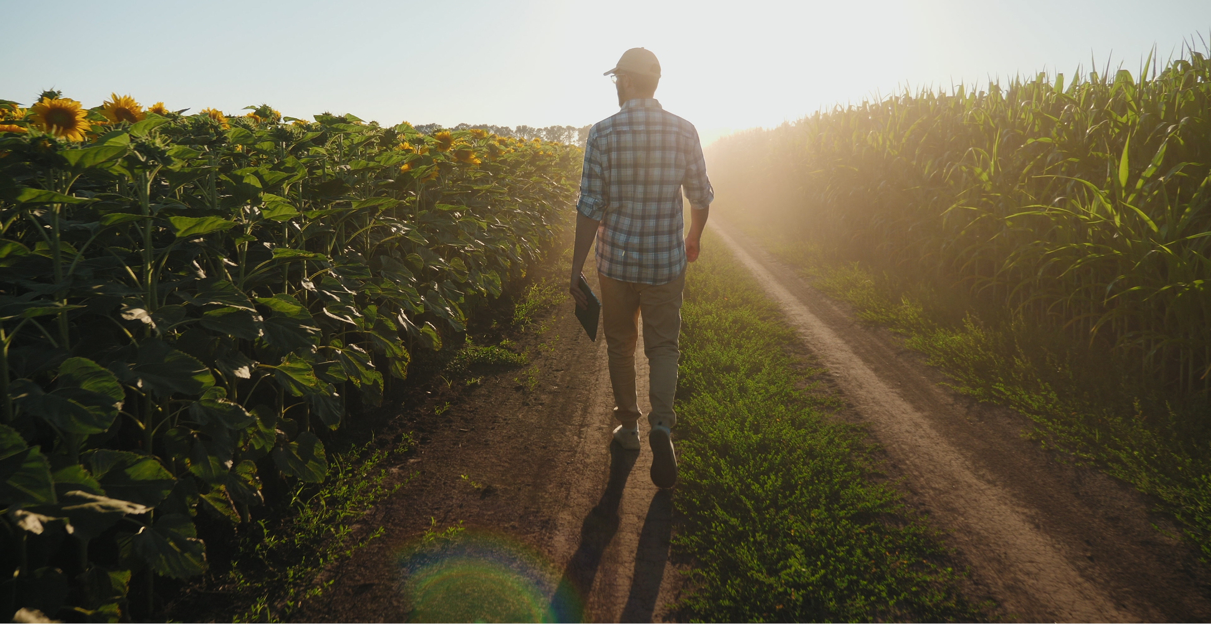 Man walking along a dirt path between sunflower and corn fields at sunrise, holding a tablet and wearing a cap and plaid shirt.