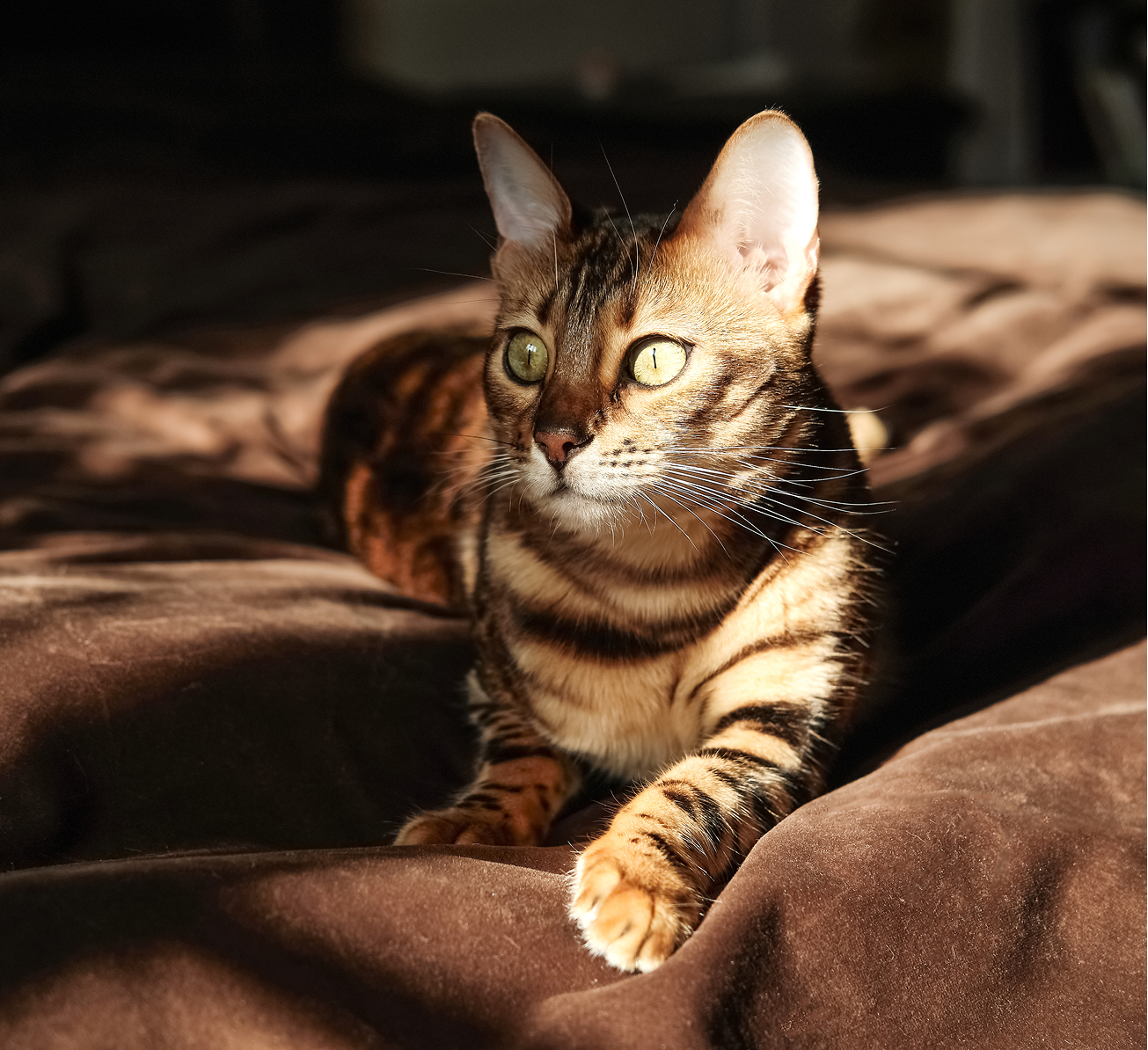 A cat resting on a bed, comfortably nestled in a soft blanket