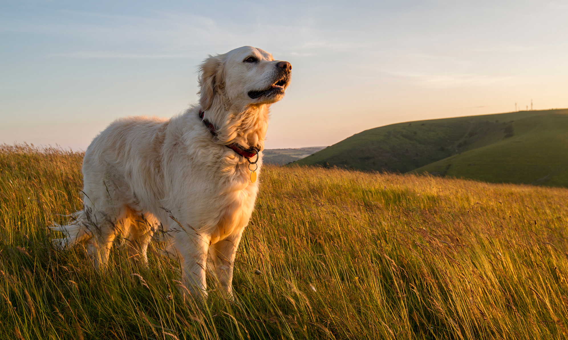 A dog standing alert in a grassy field under a clear blue sky. 