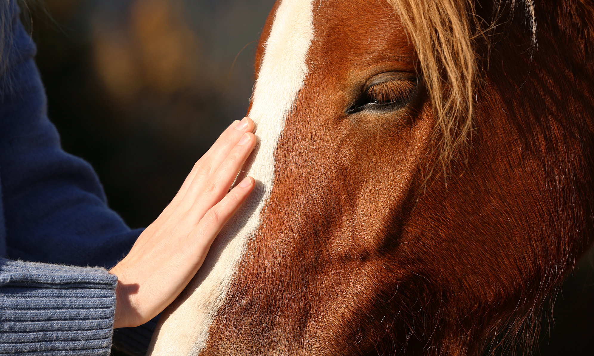 A woman gently pets the head of a brown horse, showcasing a moment of connection between them.  