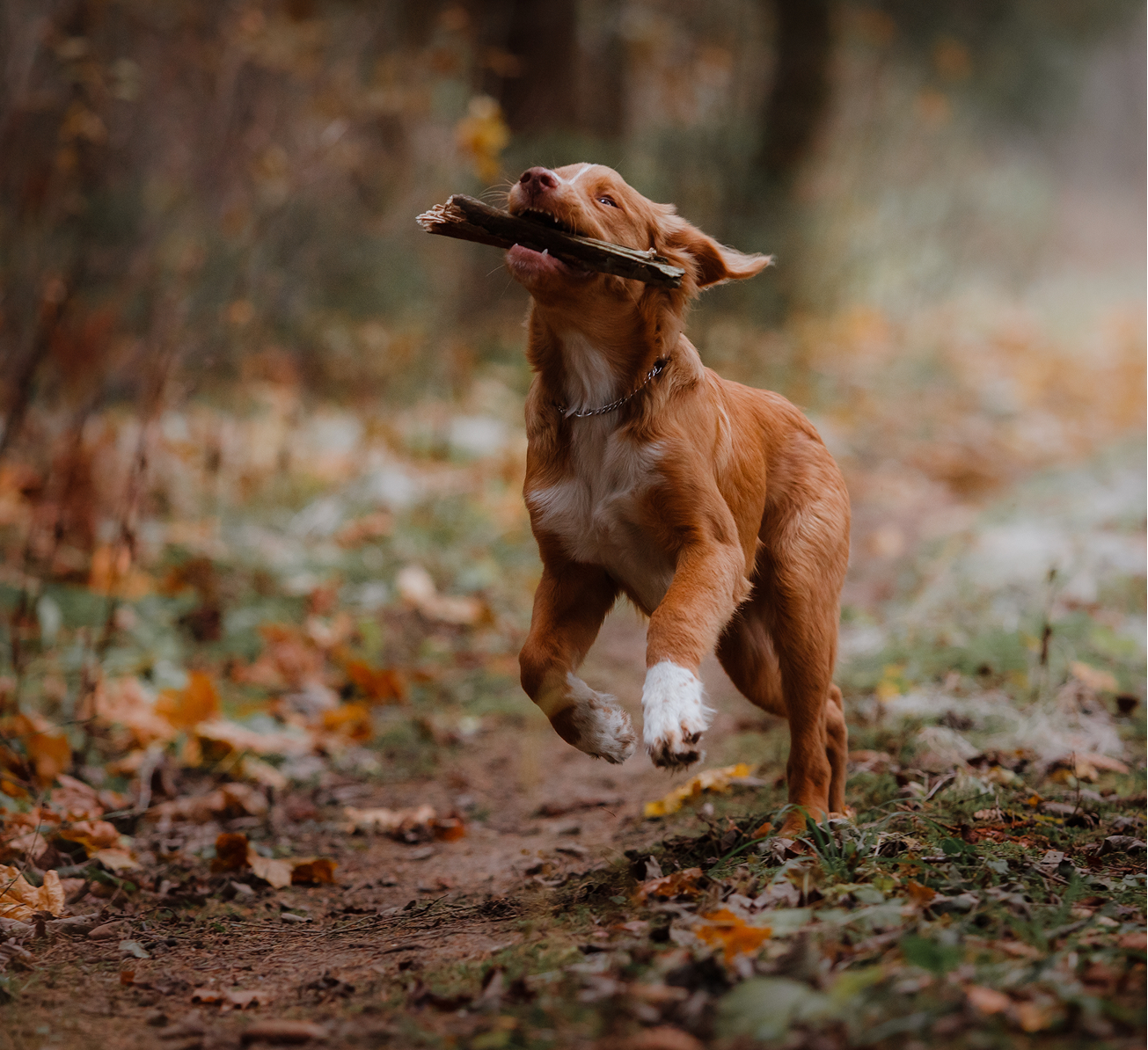 A dog joyfully running with a stick in its mouth, showcasing its playful spirit in a grassy field.  