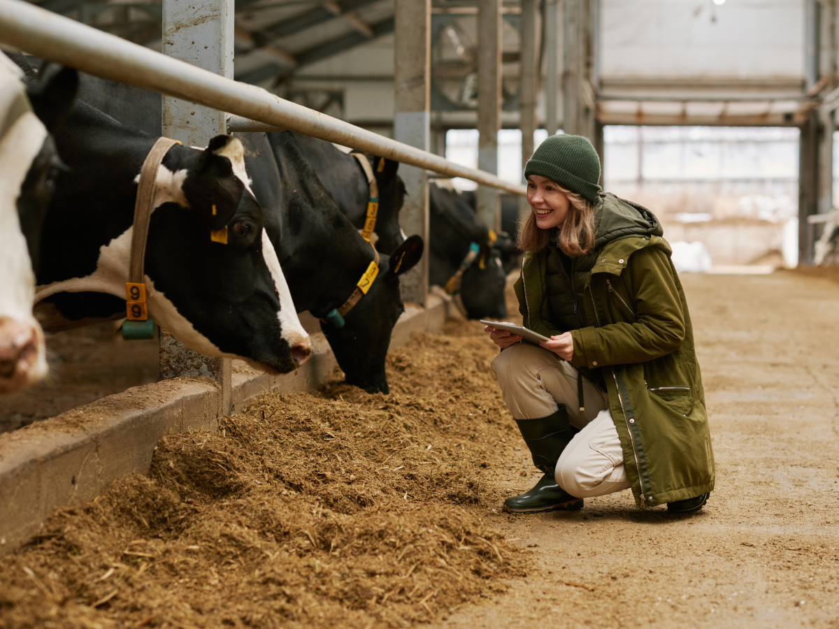 In a barn, a farmer kneels before cows, holding a tablet. She smiles at a cow.
