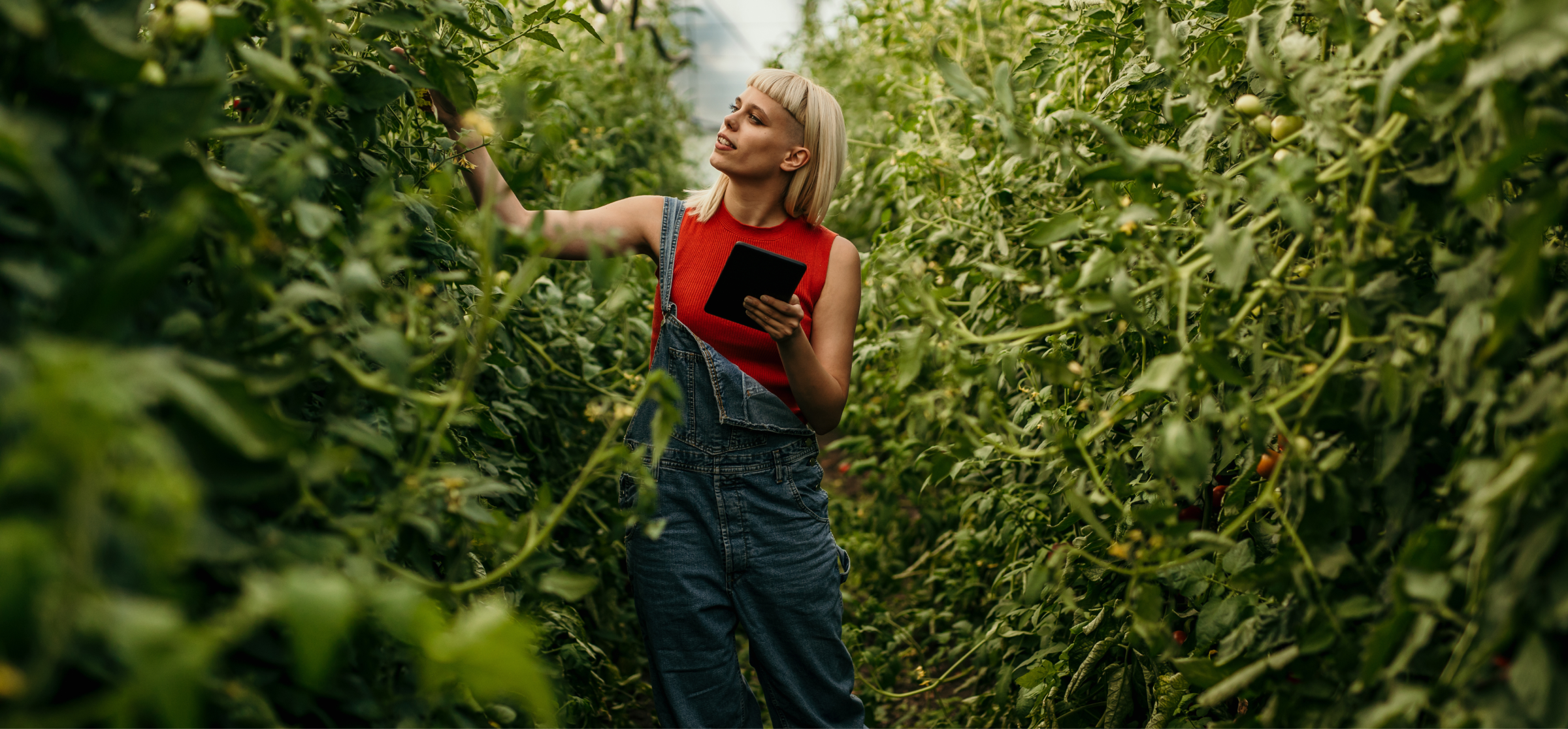 woman with tablet inspecting plants in a greenhouse